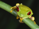 colourful tree frog