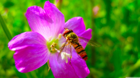 hoverfly on flower - hoverfly, flower, purple, insect