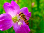 hoverfly on flower