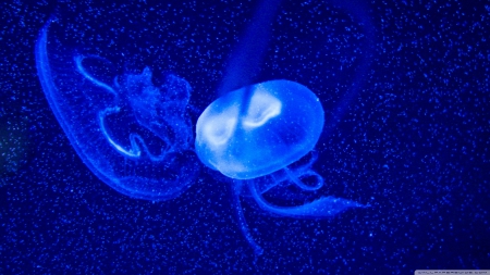 jellyfish - jellyfish, ocean, fish, blue