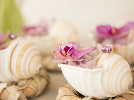 :) - flower, pink, soft, beautiful, flowers, still life, beads, orchid, seashells, shells