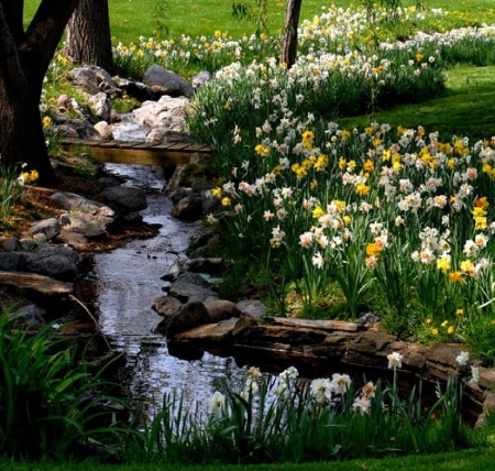 Spring garden - flowers, water, nature, garden, spring, daffodils