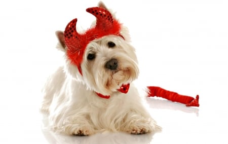 Cute demon - dog, white, costume, hornes, funny, red, halloween, puppy, demon