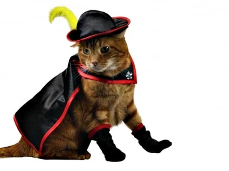 Puss in Boots - hat, yellow, feather, cat, black, white, animal, costume, red, halloween, cute, Puss in Boots