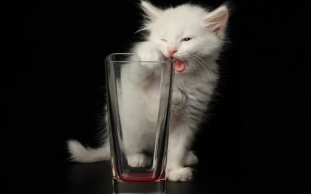 Kitten - white, glass, animal, pink, cute, black, kitten, cat