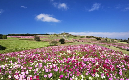 Flower Field - flowers, field, sky, nature