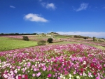 Flower Field