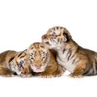 Tiger cubs