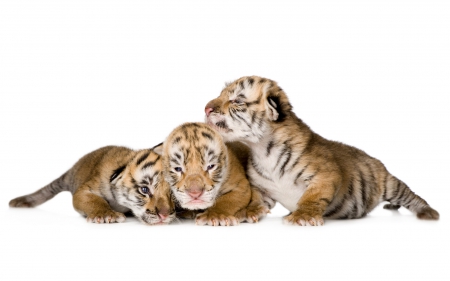 Tiger cubs - white, animal, cub, cute, tiger