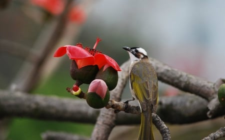 Flower and Bird - animals, bird, flower, branch