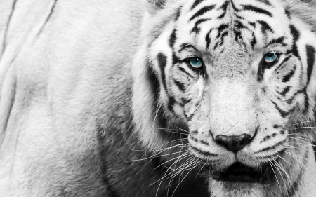 Tiger - white, animal, tiger, black, blue eyes, blue, eyes