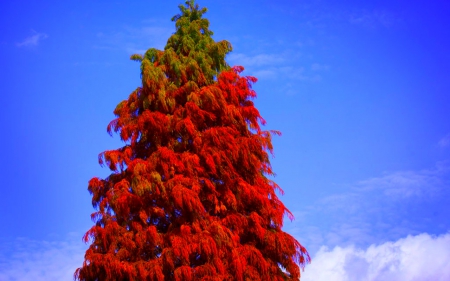 Tall Tree - sky, red, tree, nature