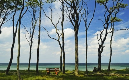 Beautiful Scenery - seaside, nature, tree, sky