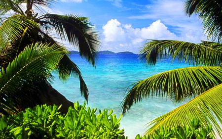 Beautiful Scenery - beach, sky, tree, nature