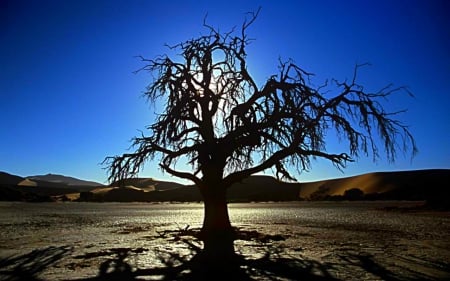 Tree - field, tree, nature, shadow