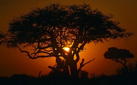 Tree and Sunset - tree, nature, sunset, shadow