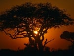 Tree and Sunset