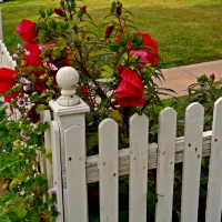 Colorful Corner Fence