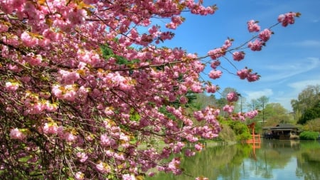 Sakura - lake, spring, nature, torii, cherry blossom, japan, sakura, shrine, flowers, temple, garden