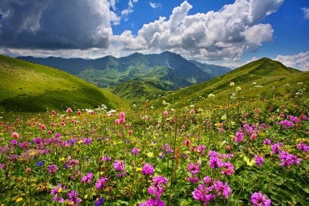 Mountain wildflowers - clouds, carpet, hills, summer, beautiful, landscape, meadow, mountain, wildflowers, nature, sky