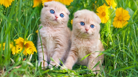 Kittens in the garden - summer, cute, beautiful, flowers, spring, sweet, kittens, adorable, grass, garden, freshness, friends, fluffy