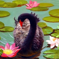 Black swan in lake-detail