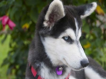 Siberian Husky - pets, dogs, 8 below, huskies