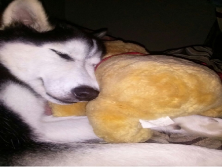 Having a good dream - pets, dreaming, winnie pooh, huskies