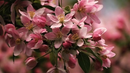 Beautiful pink flowers - flowers, beautiful, pink, nature