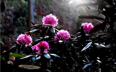 PINK BLOSSOMS - night, flowers, pink, light