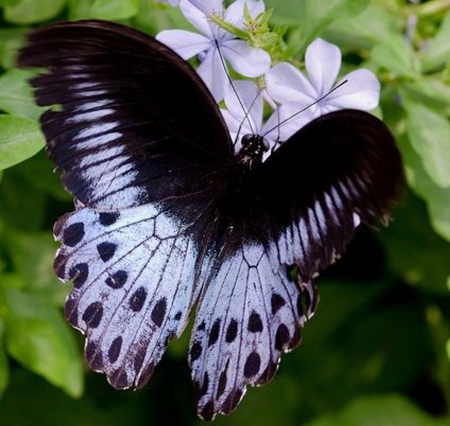 Butterfly - butterfly, black, purple, beautiful