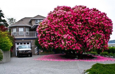 Lovely Tree - big, pink, tree, beautiful