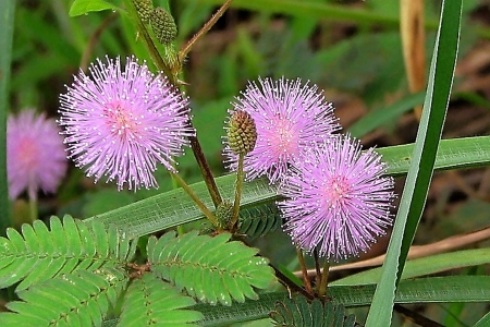 Purple Flowers - flowers, beautiful, purple, green