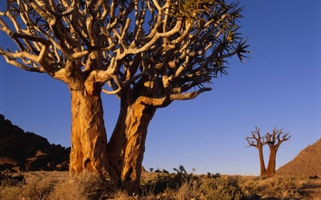 Trees of South Africa - dirt, nature, south africa, trees