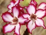 Pink and White Flowers