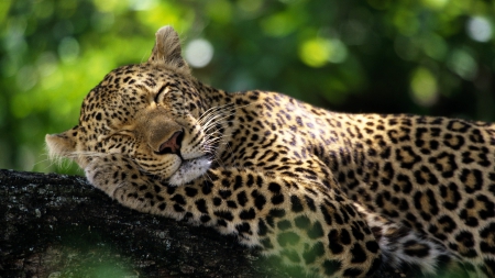 Sleeping Leopard - big cats, leopard, animals, leopards