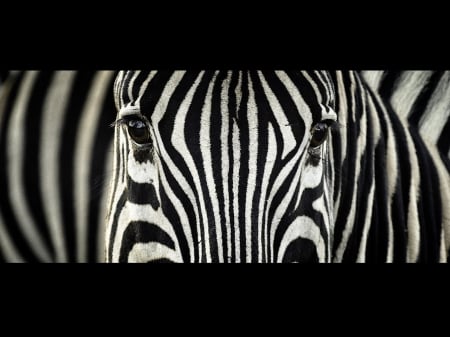 Zebra Looking at the Camera - zebras, zebra, animals, stripes