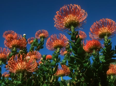 Flowers of South Africa - nature, orange, south africa, flowers