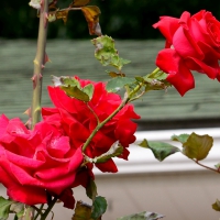 Red Macro Rose