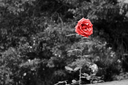 A Touch of Red - lonely rose, little rose, rose, a touch of red, red rose