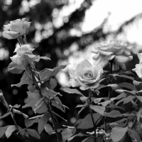 Monochrome Macro Rose