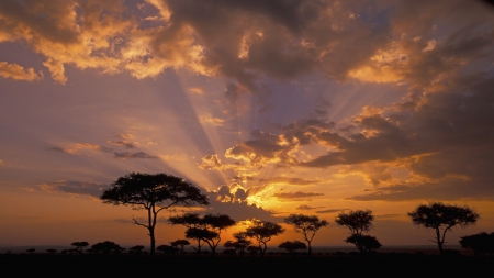 Sunset over Acacia Trees in Africa - trees, sunset, Africa, sky