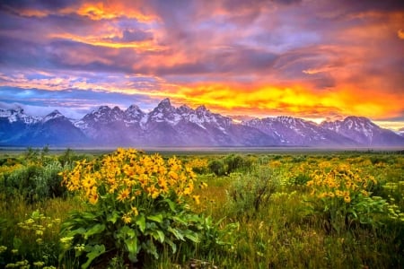 Teton Sunset At The End Of A Stormy Day - clouds, yellow, beautiful, snowy peaks, grass, orange, flowers, wildflowers, sunset, red, mountains, sky