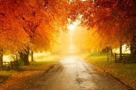 Autumn Colors - autumn, england, trees, fences, road, morning mist, yellow, beautiful, leaves, orange, green, grove, grass