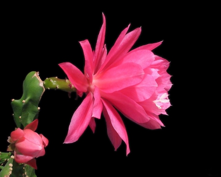 Soft Pink Flower - flower, pink, nature, soft