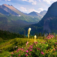 Glacier National Park Wildflowers