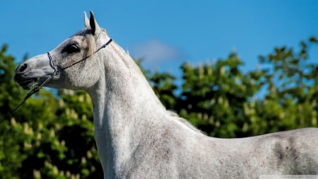 arabian horse - white, tree, horse, arabian