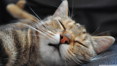 sleeping cat - cat, whiskers, tabby, sleeping