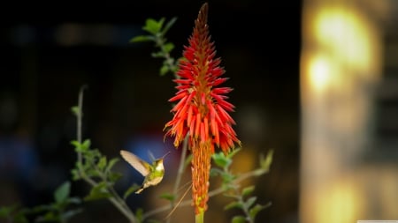 flying - flower, small, hummingbird, flying