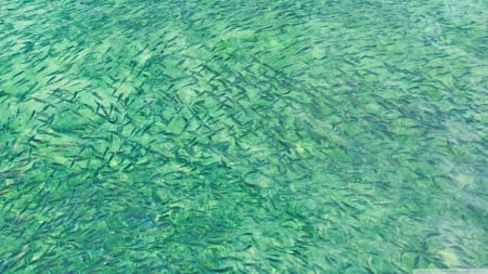 school of fish